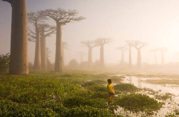 Madagascar's ancient forest of baobab trees