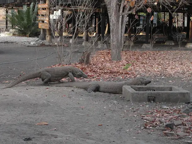 File:Komodo-dragon-1.jpg