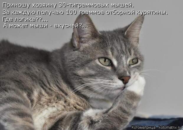Лучшие котоматрицы недели (50 фото)