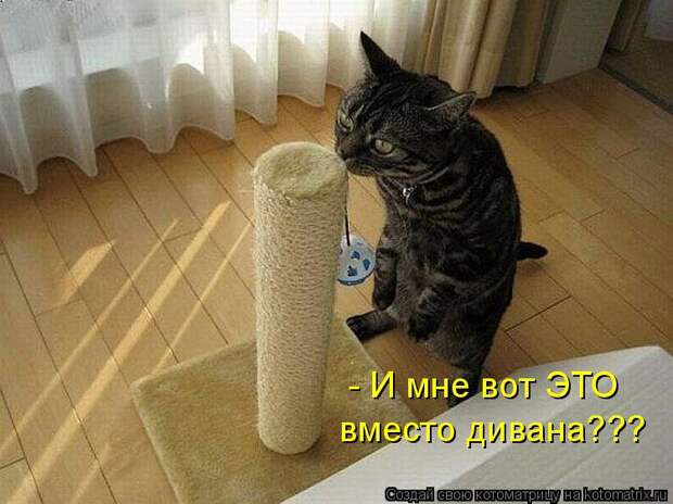 Котоматрица: - И мне вот ЭТО  вместо дивана???