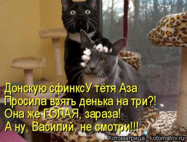 Котоматрицы(картинки с надписями)