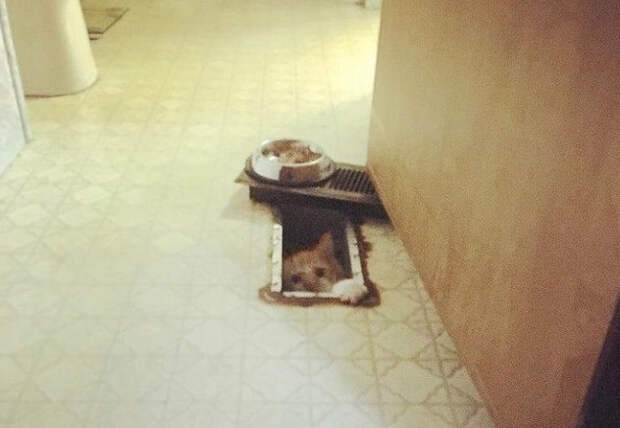 Неожиданные и странные места, в которых можно обнаружить котиков
