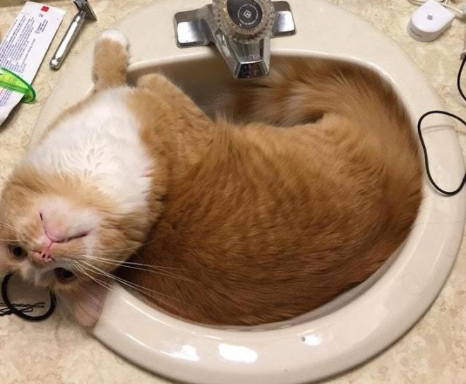 кот лежит в раковине