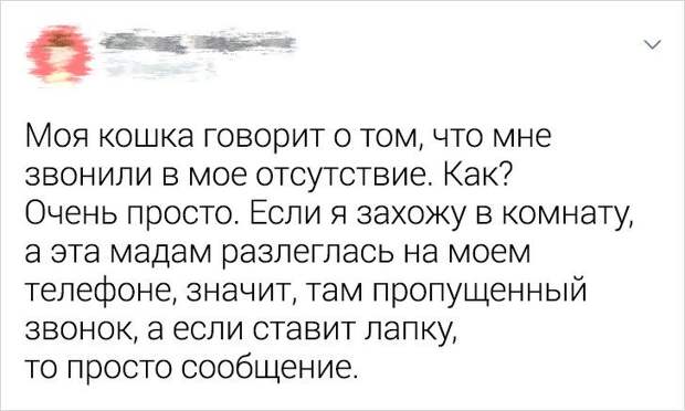 Ситуации, которые показывают, что это кошки заводят нас, а не мы их
