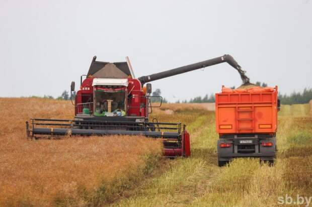 Уборка озимого рапса в Могилевской области перешагнула экватор.