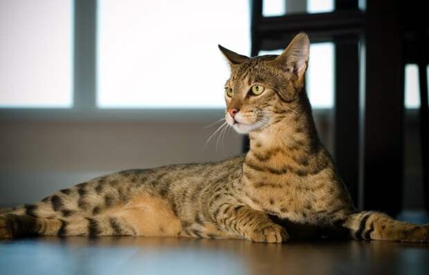 Вымышленная гибридная порода кошек, названная в честь богини Ашеры.