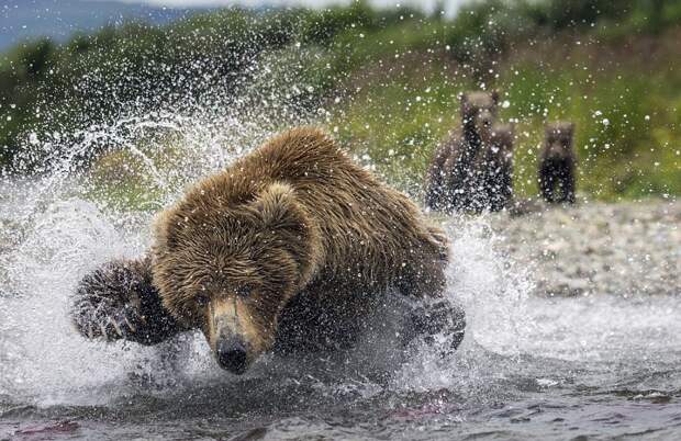 mama-bear-catches-a-salmon-to-feed-her-cubs-03