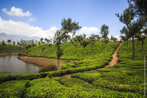 Индийские заметки: чайные плантации Муннара 