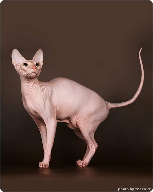 Донской сфинкс