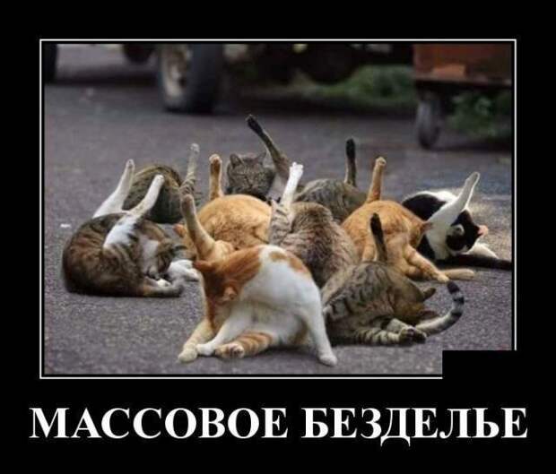 Образ кошки в демотиваторах демотиваторы, животные, коты, юмор