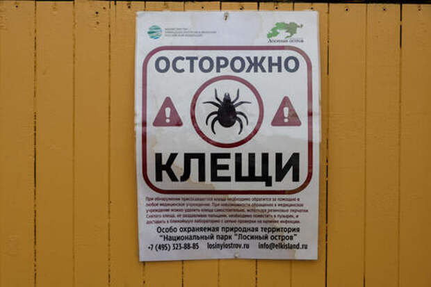 Они специально преследуют человека: клещи-мутанты быстро распространяются по Краснодарскому краю