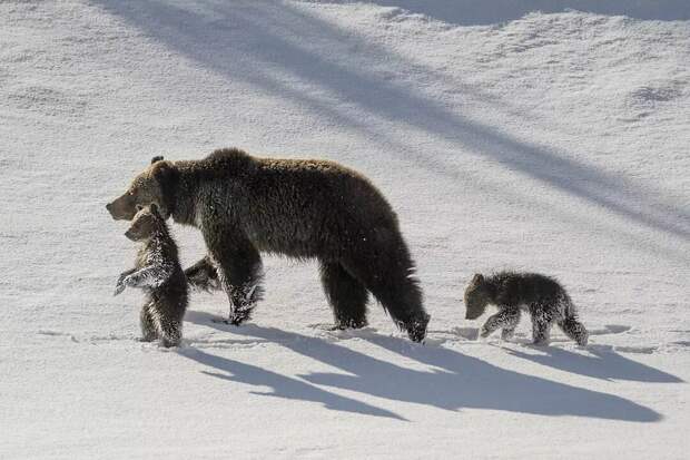 16 уникальных снимков диких животных, где фотограф подобрался очень близко