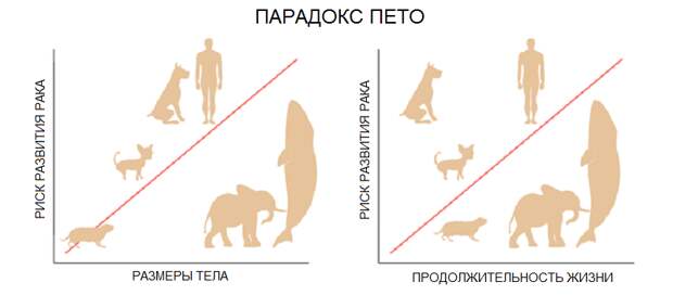 Cancer-risk-and-Petos-paradox-Illustration-of-Petos-paradox-which-describes-the.png Cancer-risk-and-Petos-paradox-Illustration-of-Petos-paradox-which-describes-the.png