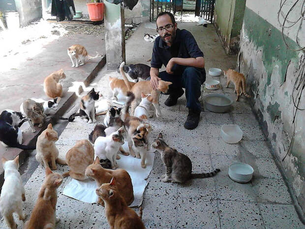 Сейчас в приюте более 50 кошек.