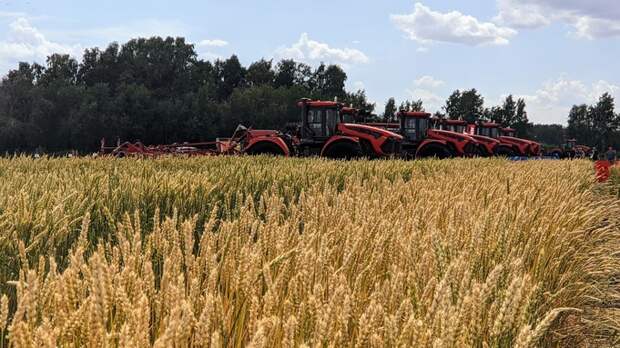 Вопреки погодным сюрпризам. Алтайский край бьет рекорды по сбору масличных и зернобобовых