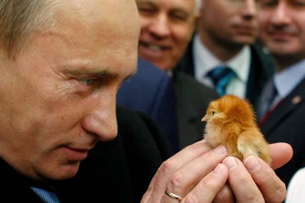 Президент России Владимир Путин с цыплёнком на агропромышленной выставке "Золотая осень"