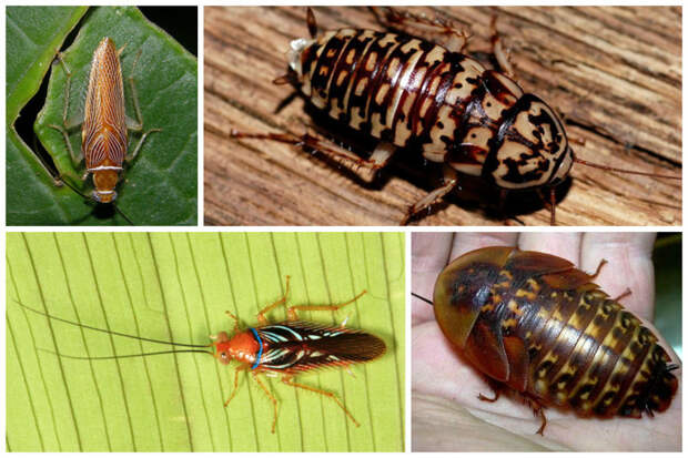 Тараканы способны вызвать астму интересное, тараканы, факты, фауна