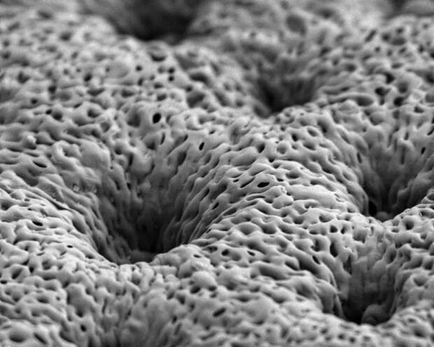 Ученые создали технологию, ускоряющую рост костной ткани