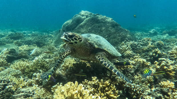 Российская компания сохранила право на разведку в Тихом океане