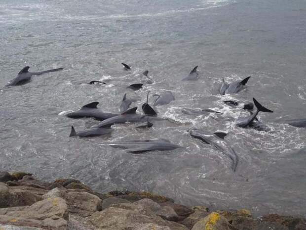 Очевидцы рассказывают, что даже дети принимают участие в умерщвлении китов бухта, в мире, животные, кит, люди, убийство