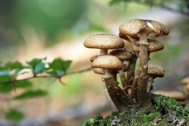 Врач Кашух: грибы легко вбирают из воды и почвы соли тяжелых металлов и яды