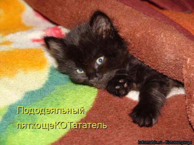 Котоматрицы (картинки с надписями)