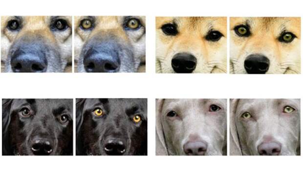 На левой фотографии настоящий цвет глаз, на правой - глаза специально осветлены. Какие выглядят более дружелюбно? Фото Akitsugu Konno and collegues На левой фотографии настоящий цвет глаз, на правой - глаза специально осветлены. Какие выглядят более дружелюбно? Фото Akitsugu Konno and collegues