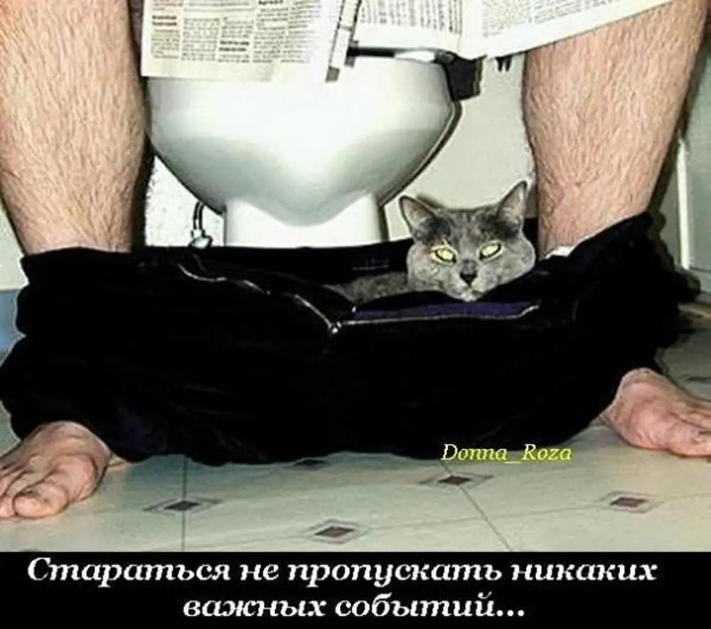 Коты в туалете с хозяином