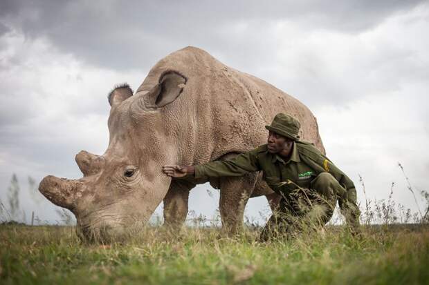 В ходе последней, решающей попытки предотвратить вымирание белого носорога, были созданы его гибридные эмбрионы