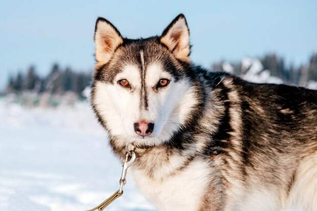 Замерзшая хаски 3 дня пролежала под балконом без движения Замерзшая хаски 3 дня пролежала под балконом без движения балкон, история, собака, хаски