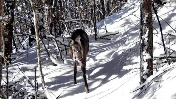 Осторожный кабарга попал в объектив фотоловушки в Алтайском биосферном заповеднике