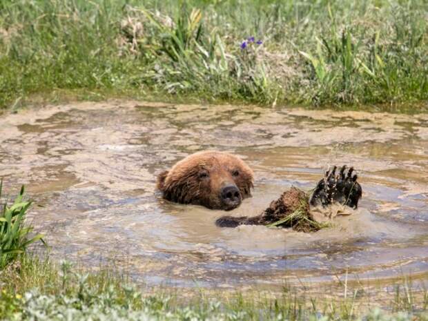 Купание медведя в термальном озере. Кроноцкий заповедник, Камчатка. 