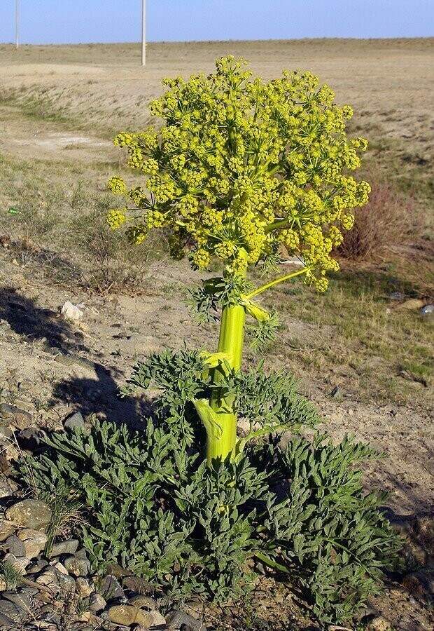 Жители степных районов наверняка встречали подобное растение, но мало кто знает, что это еще и очень редкая специя, с особым запахом