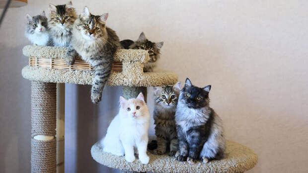 У сургутян могут забрать квартиру из-за 60 кошек