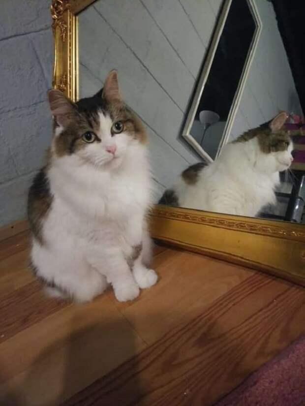 Кошка сидит у зеркала