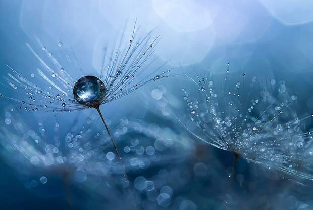 Макроснимки фотографа Miki Asai.