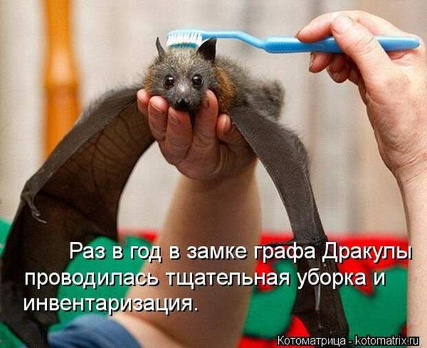 Лучшие котоматрицы недели (50 фото) Лучшие котоматрицы недели (50 фото)