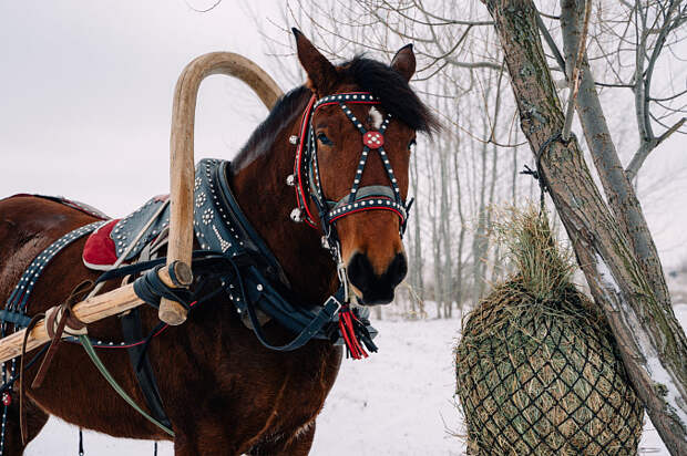 На Куликовом поле впервые отметят Богатырскую Масленицу