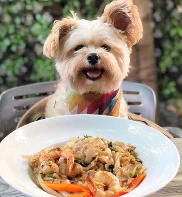 Собака с едой
