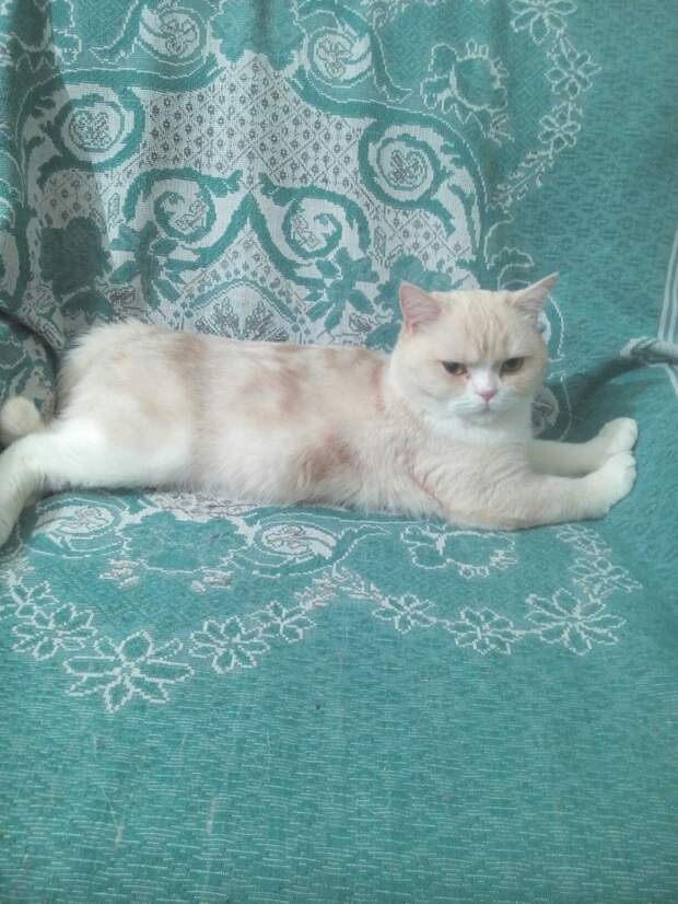 кота выгнали на улицу Кот на кресле