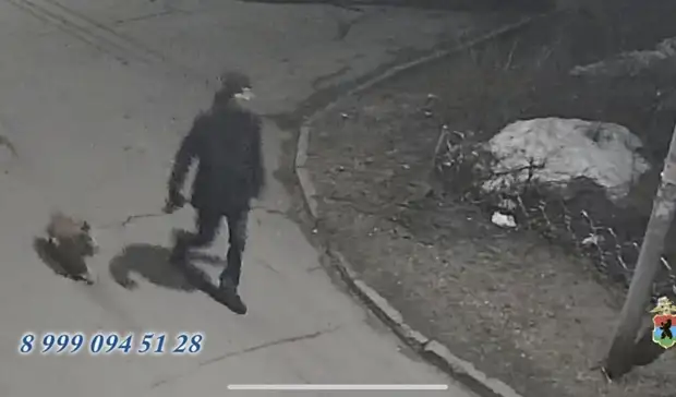 Убитая в Петрозаводске собака попала в объектив камер с неизвестным