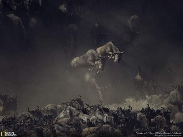 Полет на переправе, Тим Волкерс - первое место, категория "Дикая природа" national geographic, конкурс, красота, природа, удивительно, фото, фотография, фотоподборка