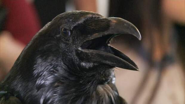 В Лондоне открылось благотворительное кафе с воронами