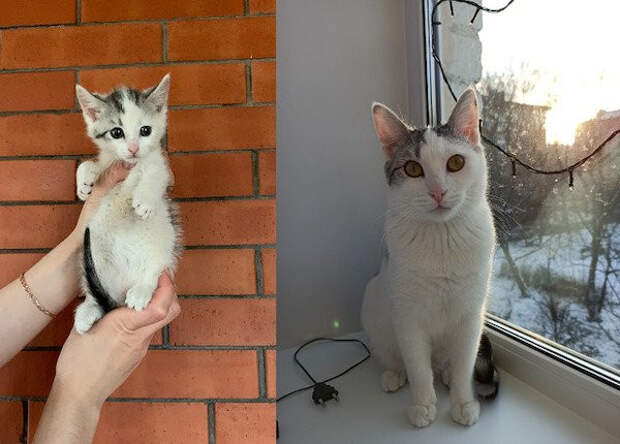 Собаки и котики на снимках до и после того, как они нашли любящий дом