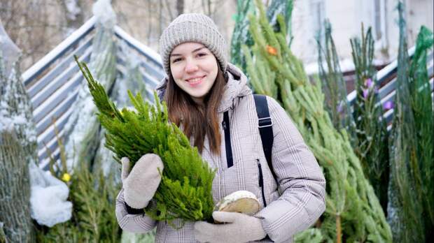 Живая или искусственная: какую елку выбрать и где купить