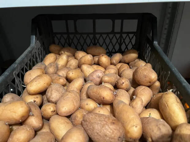 Лунки в прошлом: 4 года сажаю картошку в гребни — урожай вдвое больше, клубни как с картинки