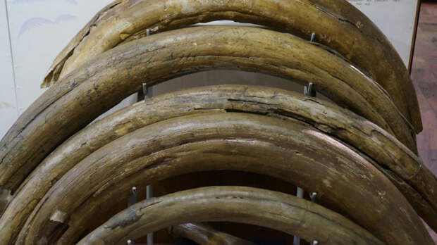 Контрабанда тонны бивней мамонта в Китай предотвращена в Благовещенске