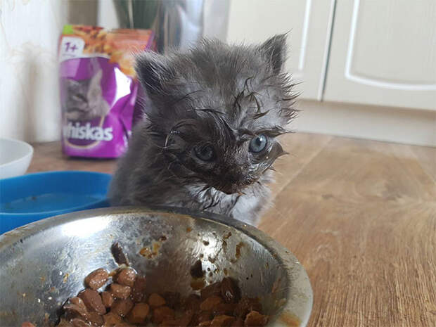 Милые испачканные едой мордочки котят и котиков