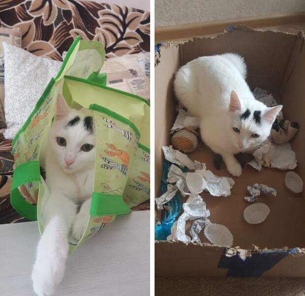 белая кошка в пакете, порвала бумагу