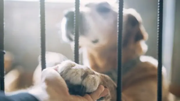 Правительство Кировской области одобрило создание сети приютов для животных